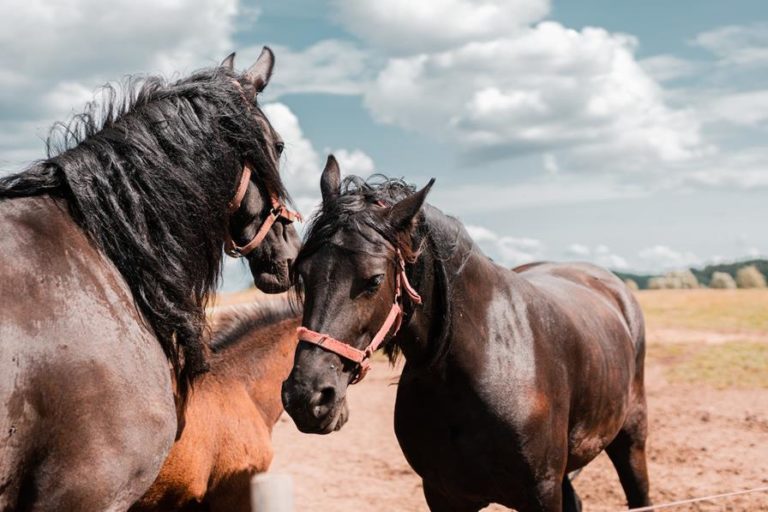 Czy twój koń był już kiedyś rehabilitowany polem magnetycznym?