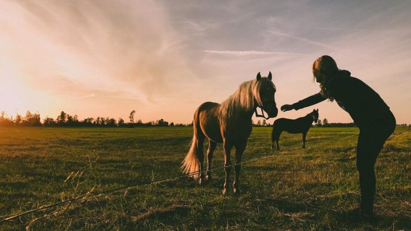 Czy twój koń był już kiedyś rehabilitowany polem magnetycznym?