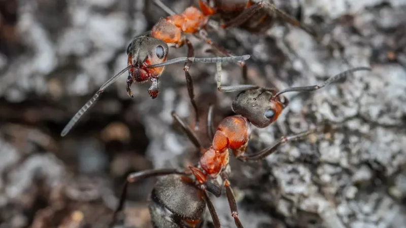 Masz już dosyć mrówek w swoim domu?