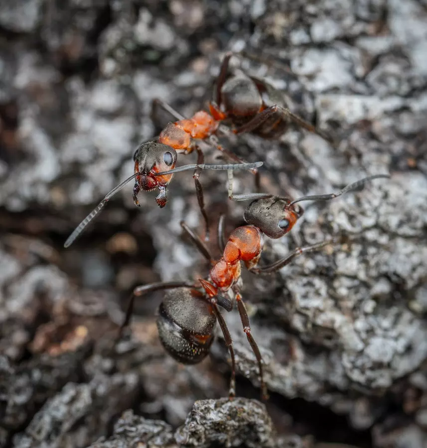 Masz już dosyć mrówek w swoim domu?