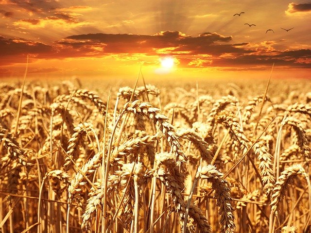 Ochrona upraw zbóż ozimych