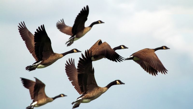 W jaki sposób ornitolodzy chronią populację ptaków?