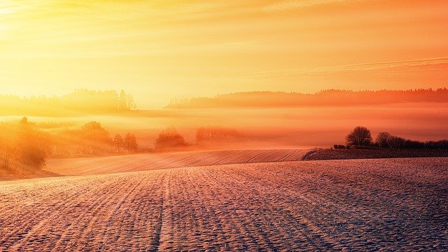 Zwalczanie chorób grzybowych rzepaku - skuteczne metody i Środki